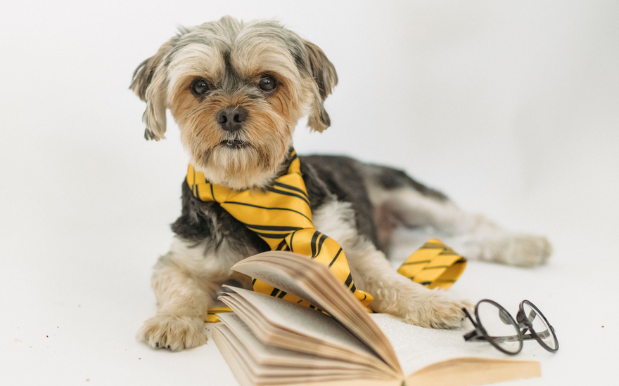 World Book Day - Our favourite dogs
