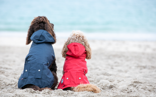 April Showers - Our favourite dog jackets