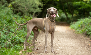 Celebrating Great Outdoors Month with Your Furry Friend