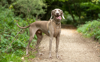 Celebrating Great Outdoors Month with Your Furry Friend