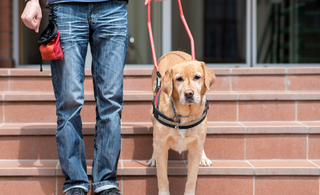 Celebrating Assistance Dogs Day: Pawsitively Life-Changing Companions
