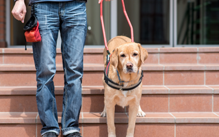 Celebrating Assistance Dogs Day: Pawsitively Life-Changing Companions