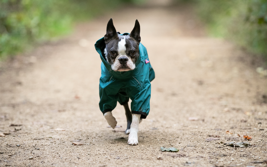 Grief Awareness Day: How Dogs Can Help Us Through Grief