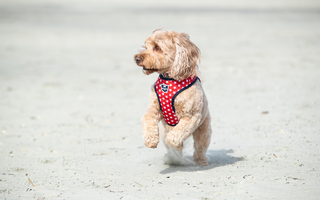 Stay Cool with Your Furry Friends!