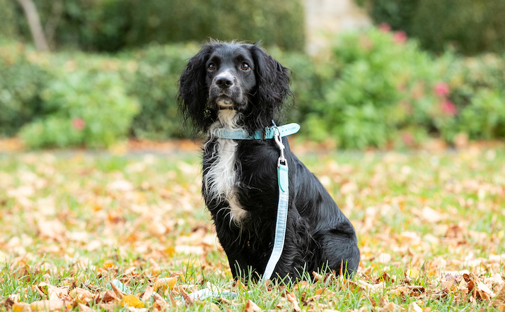 World Animal Day: Advocating for Canine Rights and Welfare