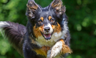 Celebrating World Teacher Day: Unleashing the Talents of Dog Trainers and Agility Teachers