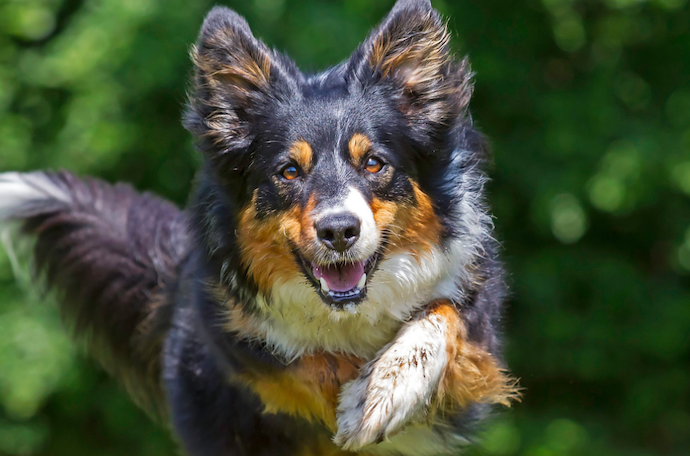 Celebrating World Teacher Day: Unleashing the Talents of Dog Trainers and Agility Teachers