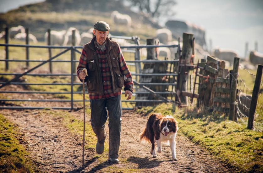 Celebrating National Farmers Day: The Indispensable Role of Farm Dogs