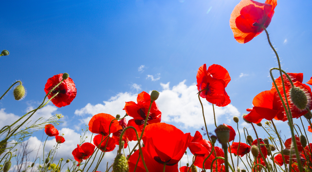 Honouring Heroes Remembering Remembrance Day Hugo & Hudson London