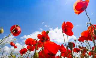 Honouring Heroes: Remembering Remembrance Day and the Meaning Behind Different Poppy Colours
