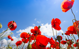 Honouring Heroes: Remembering Remembrance Day and the Meaning Behind Different Poppy Colours