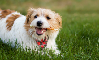 Smiles Wagging Bright: The Importance of Dog Dental Hygiene for Dental Health Awareness Month