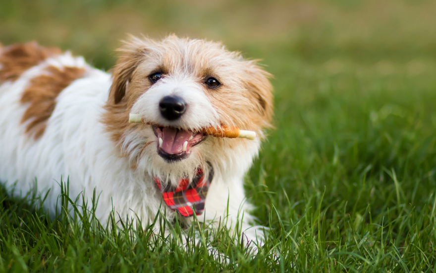 Smiles Wagging Bright: The Importance of Dog Dental Hygiene for Dental Health Awareness Month