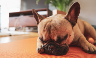 Unleash the Zen: Dog Yoga