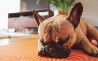 Unleash the Zen: Dog Yoga