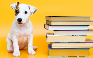 Dogs as Beloved Characters on World Book Day