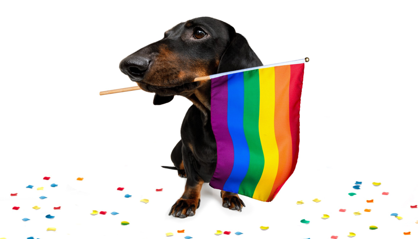 Gay pride dog harness clearance