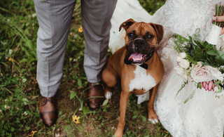 Dogs at Weddings: Making Your Dog a Part of Your Special Day