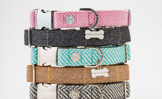 Choosing the right dog collar