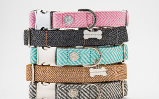 Choosing the right dog collar