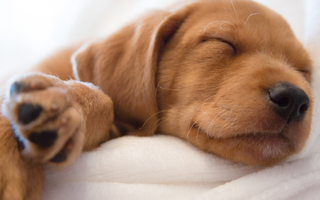 New Year, new puppy? How to settle in your new addition!