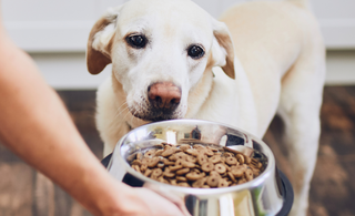 Nutrition tips for your dog