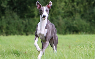 Celebrate National Whippet Day: The Perfect Time to Honour Our Favourite Sprinters!