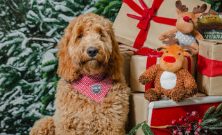 Pet Proofing Your House During the Festive Season