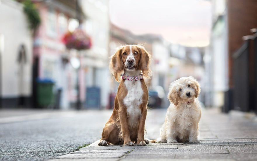 Lottie and Dottie pretty in pink