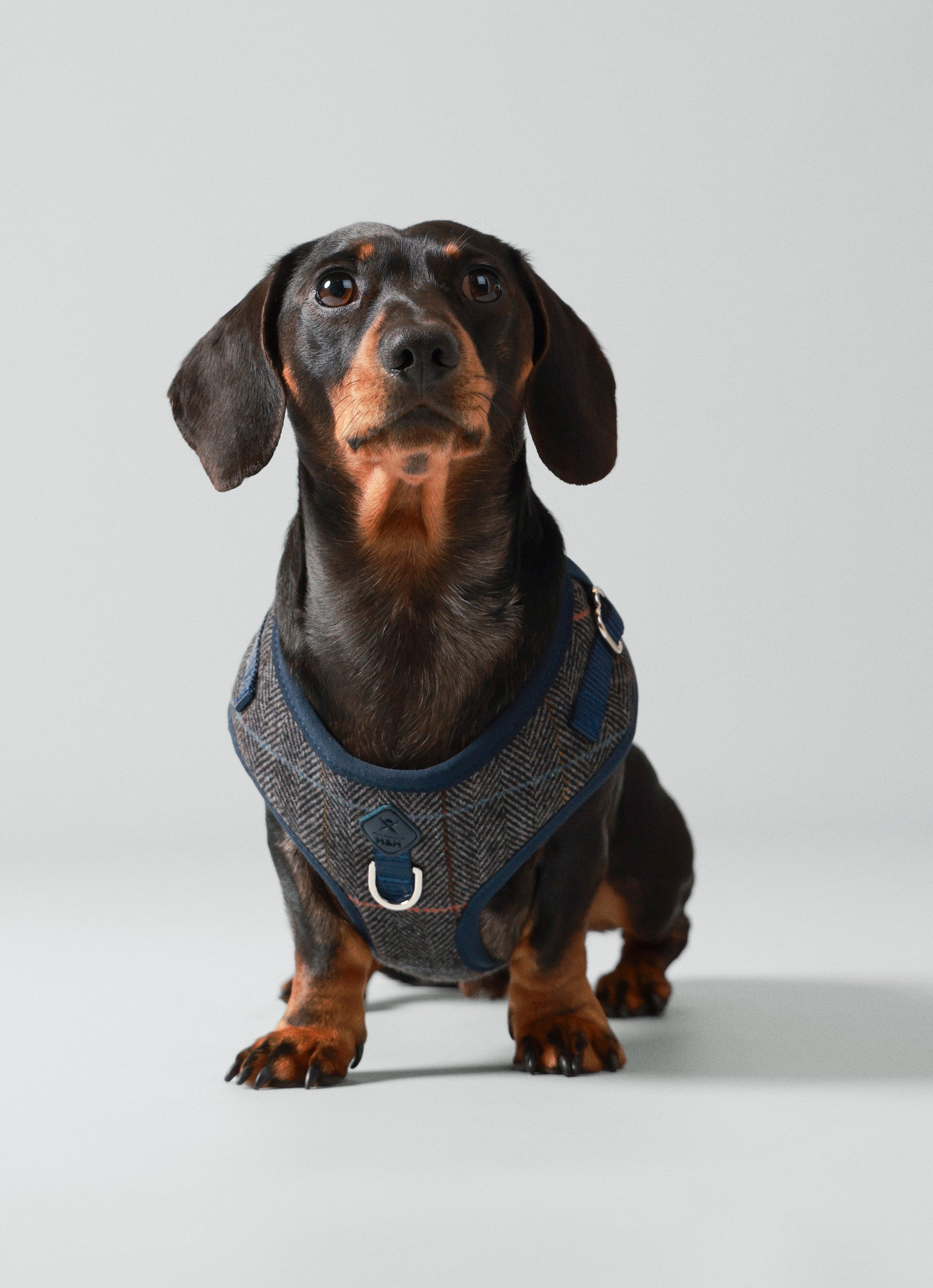 Hugo & Hudson x Hackett Dog Harness Hugo & Hudson London