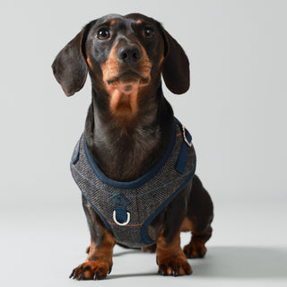 Hugo & Hudson x Hackett Dog Harness