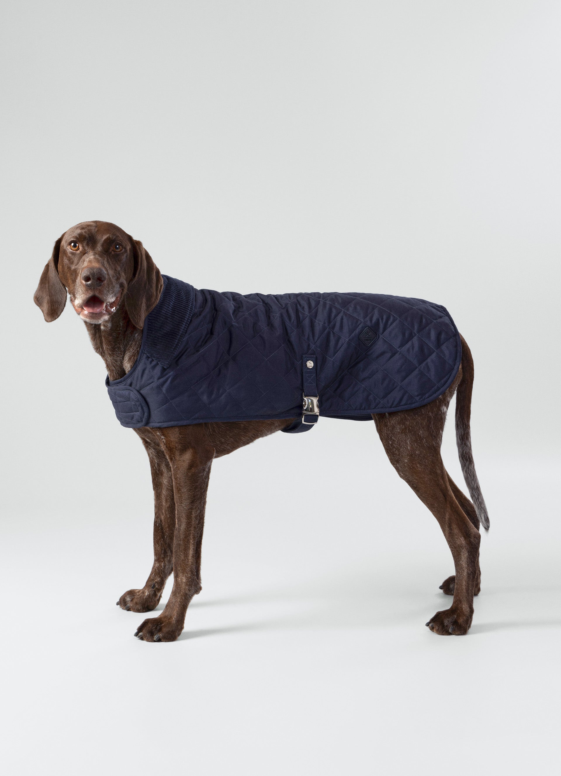 Hacket R Dopg Hugo & Hudson x Hackett Quilted Dog Jacket – Hugo & Hudson London