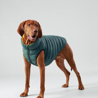 Hugo & Hudson x Hackett Dog Puffer Jackets