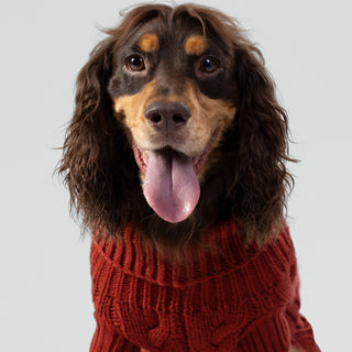 Hugo & Hudson x Hackett Dog Jumpers