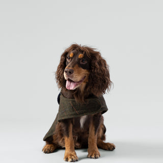 Hugo & Hudson x Hackett Tweed Dog Jacket