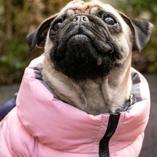 Reversible Dog Puffer Jackets