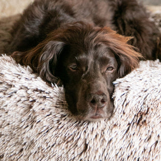 Dog Beds