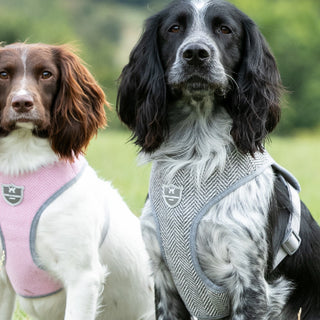 Dog Harness