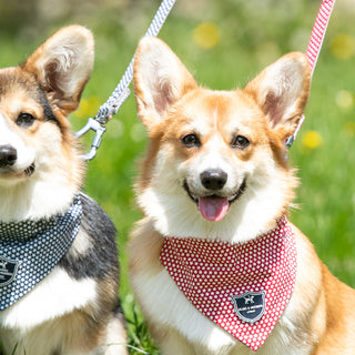 Dog Bandanas