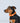 Orange Waterproof Dog Collar Studio Shoot