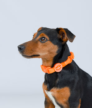 Orange Waterproof Dog Collar Studio Shoot