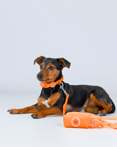 Orange Dog Poop Bag Holder Studio Shoot