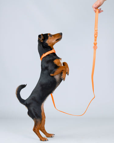 Orange Waterproof Dog Lead Studio Shoot