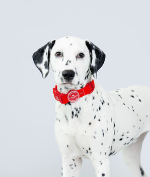 Red Waterproof Dog Collar Studio Shoot