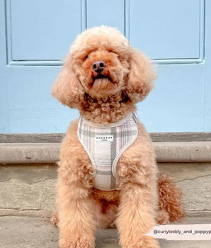 Cocopup London Oxford Plaid Harness