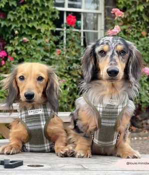 Cocopup London Olive Check Harness