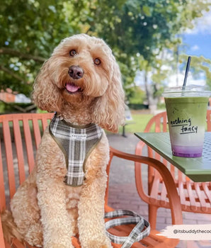 Cocopup London Olive Check Harness