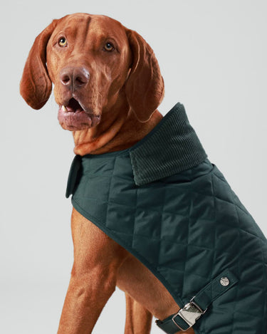Forest Green Quilted Dog Jacket – Hugo Hudson London