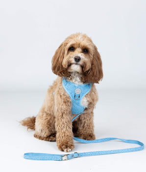 Blue Luxury Tweed Dog Lead Studio