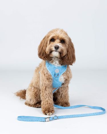 Blue Luxury Tweed Dog Lead Studio